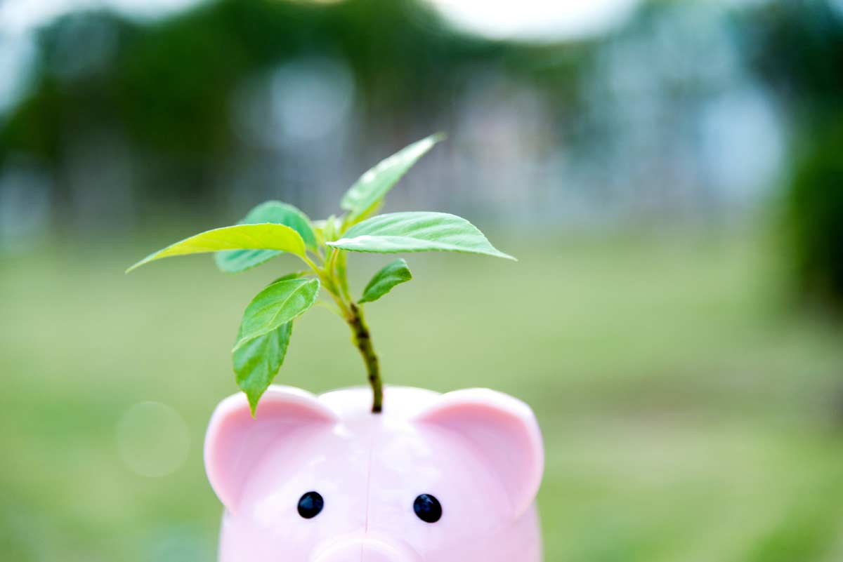 A piggy bank with a plant sprouting out of it.